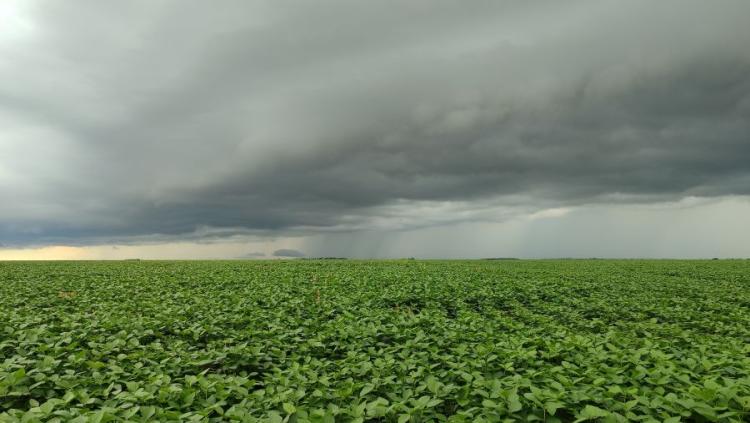 Vazio sanitário da soja segue até setembro em Mato Grosso do Sul para combater pragas e doenças