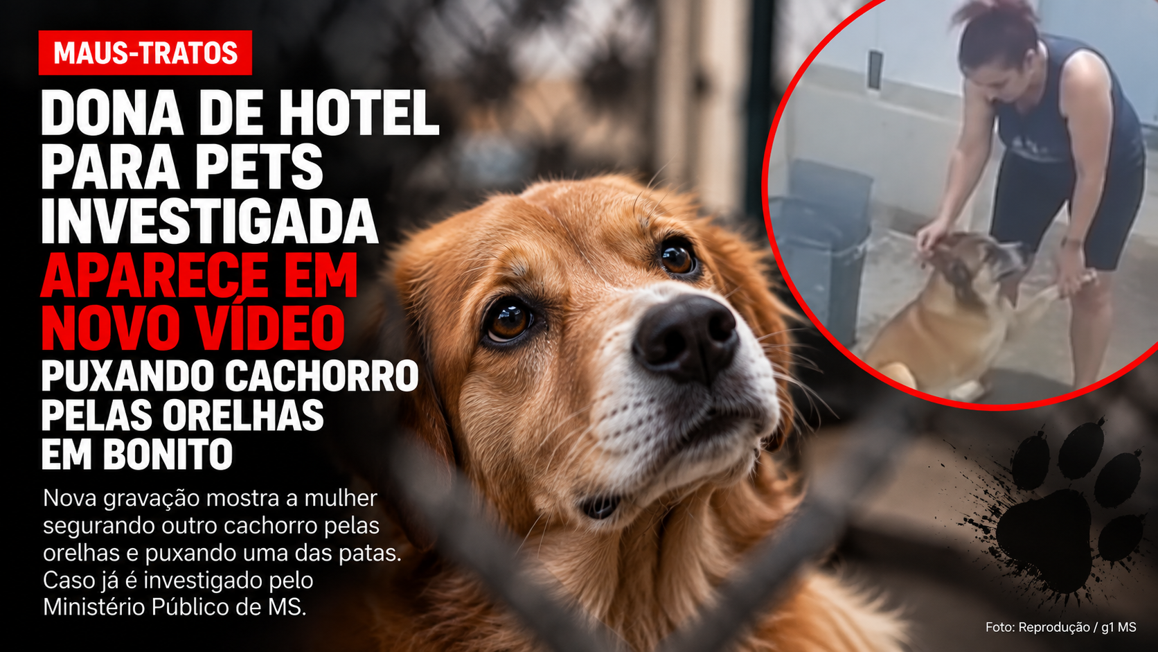 Dona de hotel para pets investigada aparece em novo vídeo puxando cachorro pelas orelhas em Bonito