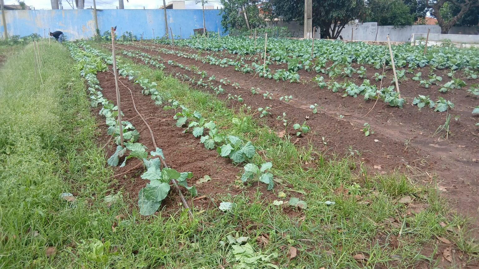 Estudantes participam de atividade prática sobre sustentabilidade e agricultura urbana